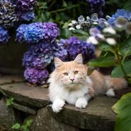 curious young cream tabby white ginger maine coon cat lying on natural stone wall next to hydrangea plant with blue blossom looking at camera