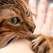 cat biting owners hand