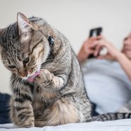 cat licking paw