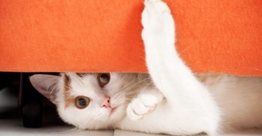 cat under a sofa