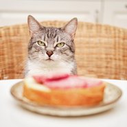 cat watching a sandwich