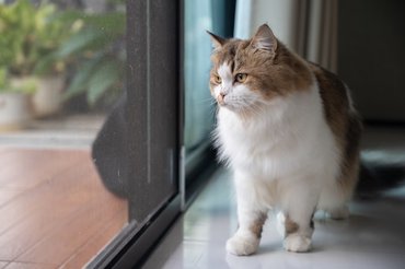 cute cat on a window sill