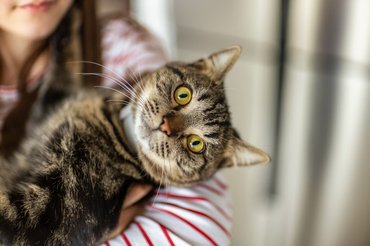 cute tabby cat with big eyes in the arms of its owner