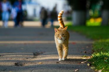 ginger cat walking on a road