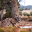 iberian lynx drinking from a puddle