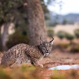 iberian lynx drinking from a puddle