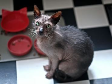 lykoi cat standing in front of an ampty bowl