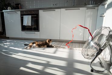 macska a konyhakövön fekszik a ventilátor előtt