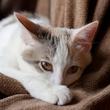 sad cat lying on a brown blanket