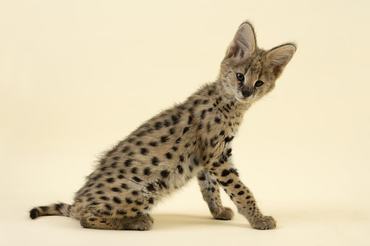serval cub
