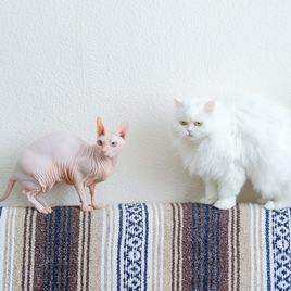 szfinx és perzsa macska kanapé támláján