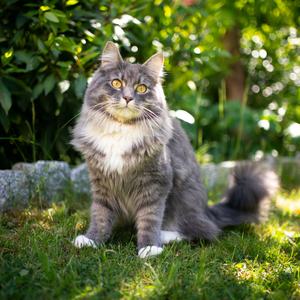 szürke maine coon nyáron a zöld udvarban