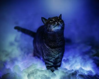 tabby cat in mysterious blue light and fog