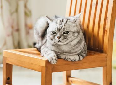 tabby cat sitting on a chair